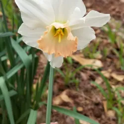 Fuquay-Varina Nature Preserve - Fuquay-Varina