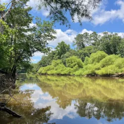 Cliffs of the Neuse State Park - Goldsboro