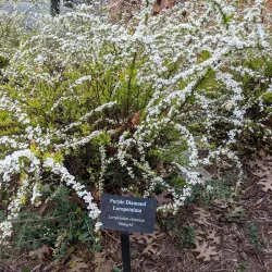 Goldsboro Historic District - Goldsboro