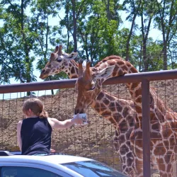 The Lazy 5 Ranch - Huntersville