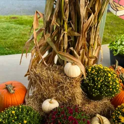 Indian Trail Farmers Market - Indian Trail