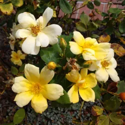 Kernersville Farmers Market - Kernersville