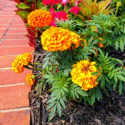 Kernersville Farmers Market - Kernersville