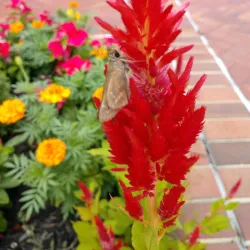 Kernersville Farmers Market - Kernersville