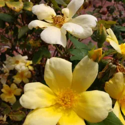 Kernersville Farmers Market - Kernersville