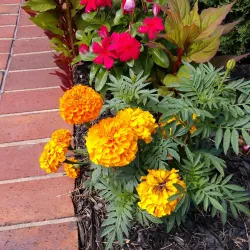 Kernersville Farmers Market - Kernersville