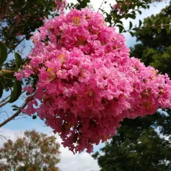 Kernersville Farmers Market - Kernersville