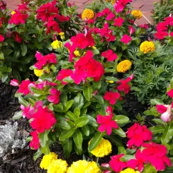 Kernersville Farmers Market - Kernersville