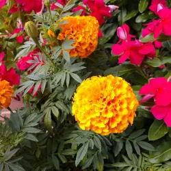 Kernersville Farmers Market - Kernersville