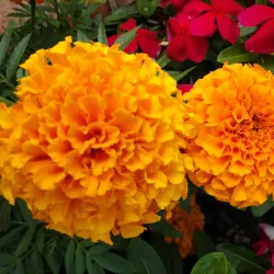 Kernersville Farmers Market - Kernersville