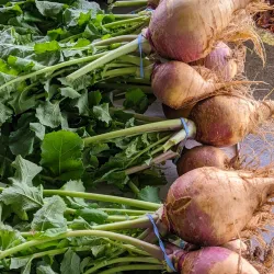 Kinston Farmers Market - Kinston