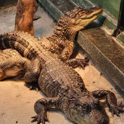 Neuseway Nature Park - Kinston