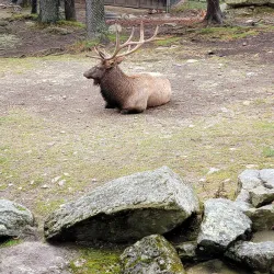 Grandfather Mountain - Lenoir