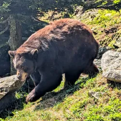 Grandfather Mountain - Lenoir
