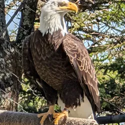 Grandfather Mountain - Lenoir