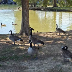 Lenoir City Park - Lenoir