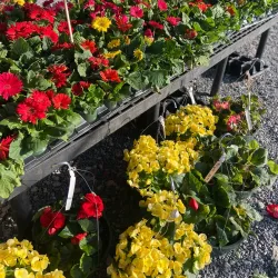 Lake Norman Farmers Market - Mooresville