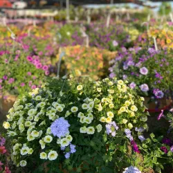 Lake Norman Farmers Market - Mooresville