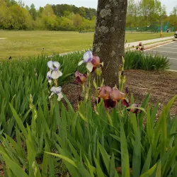 Morrisville Community Park - Morrisville