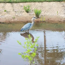 Morrisville Greenway Trail - Morrisville