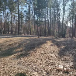 Piney Woods Park - Morrisville