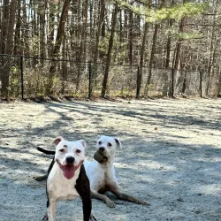 Piney Woods Park - Morrisville