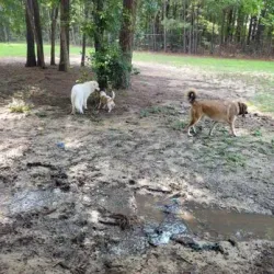 Piney Woods Park - Morrisville