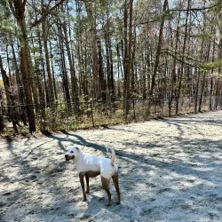 Piney Woods Park - Morrisville