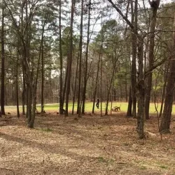 Piney Woods Park - Morrisville