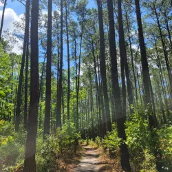Goose Creek State Park - New Bern