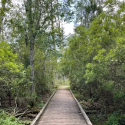 Goose Creek State Park - New Bern
