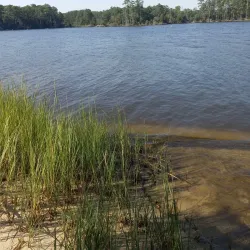 Goose Creek State Park - New Bern