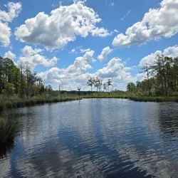 Goose Creek State Park - New Bern