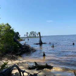 Goose Creek State Park - New Bern