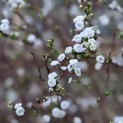 Historic Oakwood - Raleigh