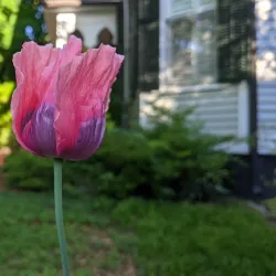 Historic Oakwood - Raleigh