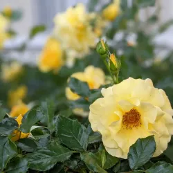 Historic Oakwood - Raleigh