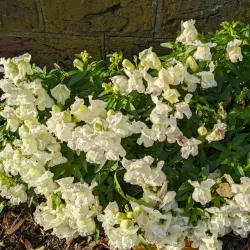 Historic Oakwood - Raleigh