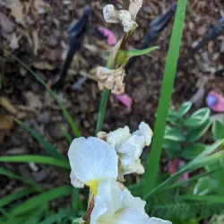 Historic Oakwood - Raleigh