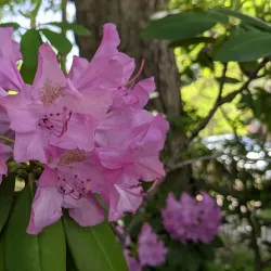 Historic Oakwood - Raleigh