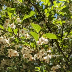 Historic Oakwood - Raleigh