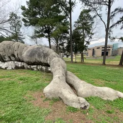 North Carolina Museum of Art - Raleigh