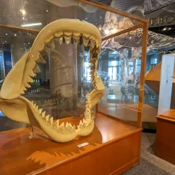 North Carolina Museum of Natural Sciences - Raleigh