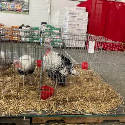 Raleigh Flea Market at the NC State Fairgrounds - Raleigh