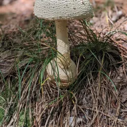 William B. Umstead State Park - Raleigh