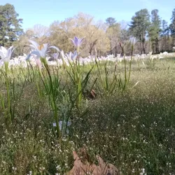 Roanoke Rapids Country Club - Roanoke Rapids