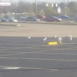 Roanoke Rapids Shopping District - Roanoke Rapids