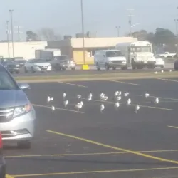 Roanoke Rapids Shopping District - Roanoke Rapids