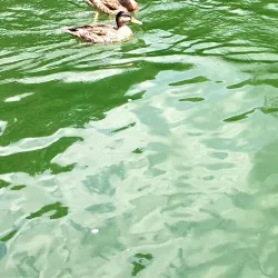 Lake Glenville - Sylva