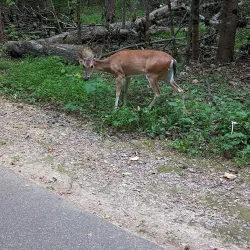 Aversboro Park - Wake Forest